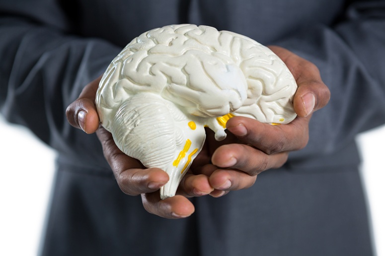 Model of a brain
